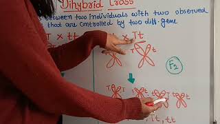 Lecture 4  Dihybrid cross  Inheritance of two genes [upl. by Miuqaoj]