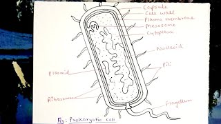 How to draw Prokaryotic cell  step by step drawing for beginners [upl. by Yerdua]