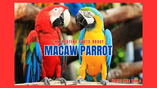 Interesting Facts about Macaw Parrot  Macaw Documentary  Hamza Mini World [upl. by Cecelia767]