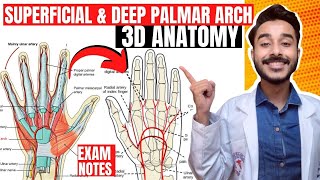 deep palmar arch anatomy 3d  superficial palmar arch anatomy  blood supply of upper limb anatomy [upl. by Notlek523]