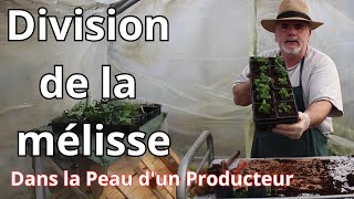 Quelle leçon de grandpère suivre pour une division parfait de la mélisse citron [upl. by Aisyat]