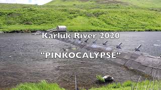 Karluk River Weir 2020 quotPINKOCALYPSEquot Kodiak Alaska [upl. by Christie]