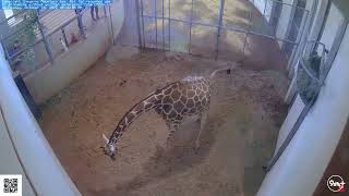 Giraffe gives birth at Cheyenne Mountain Zoo [upl. by Olra]