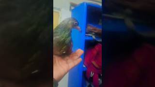 Badal kabutar 🕊shortvideos viralvideos kabootar birds triendingpigeon shortsviral [upl. by Ateloiv947]