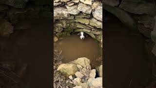 Dogs Discover A SECRET Hiding Spot shorts animals [upl. by Dympha]