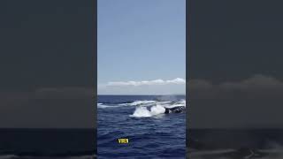 La Historia de la BALLENA SOLITARIA ballenas biologia curiosidades [upl. by Yenettirb289]