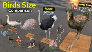 Size comparison Birds and flying creature comparison  extinct birds Fictional Birds [upl. by Milore]