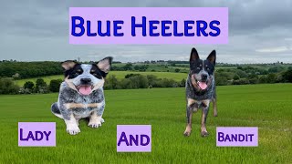 Australian Cattle Dogs Worlds Best Dog Breeds Blue Heelers uk 🇬🇧 🇦🇺 [upl. by Christan]