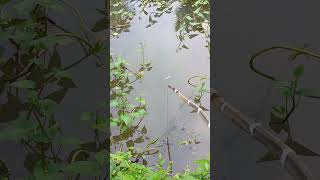 New fishing moments Video tranding shorts reels fish [upl. by Holds73]