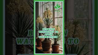 yucca plant indoors care plant plants garden gardening planting yuccaplantas [upl. by So]