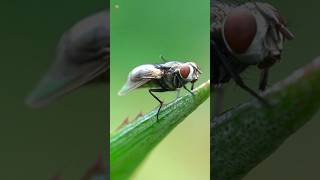 Single Fly Sound  Buzzing [upl. by Ynwat]