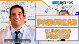 Endocrinology  Pancreas Glucagon Function [upl. by Scrope617]