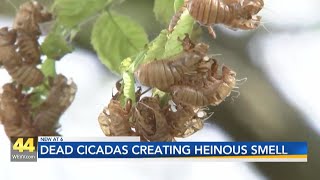 Dead cicadas leaving horrible smell [upl. by Cupo]