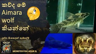 Hoplias Aimara Wolf Fish ගැන නොදන්නා දේවල් දැනගන්න Monster Fish Aqua SL wolf fish [upl. by Annet]