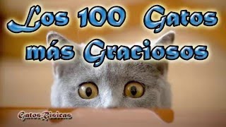 Los 100 gatos más graciosos y bonitos Las 100 mejores fotos de gatos [upl. by Osnofla938]