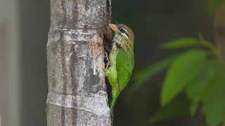 White Cheeked Barbet [upl. by Ainahs]