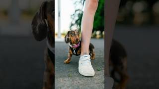 If anxiety were a dog 😅 Street Portraits with a Dachshund Puppy [upl. by Oicnerolf773]