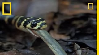 King Cobra vs Olive Water Snake  National Geographic [upl. by Nohtan919]