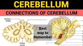 Cerebellum 3  Connections of Cerebellum [upl. by Anilad]