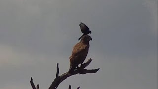 ForkTailed Drongo Perching on a Brown Snake Eagle at Djuma Waterhole Part 1 [upl. by Adao]