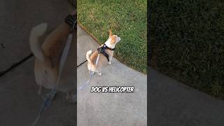 Dog vs Helicopter [upl. by Arndt917]