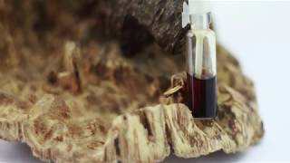 Vietnam cultivated agarwood Oud and distillation [upl. by Grannia842]