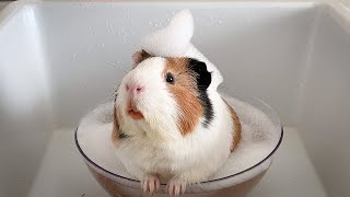 Adorable Guinea Pig Spa Day Bath Blow Dry ManiPedi amp Treats [upl. by Ennoirb459]