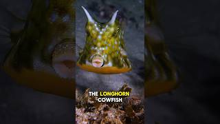 Longhorns Cowfish also known as the longhorns boxfish longhorncowfish shorts naturelovers [upl. by Ursula]