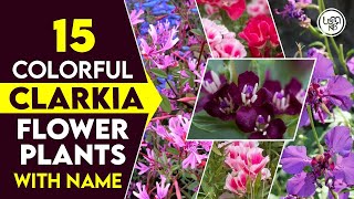 15 best clarkia flower plants  Clarkia flower plants varieties  Godetia plants varieties [upl. by Aileon446]