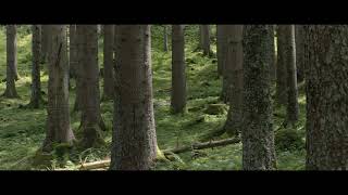 Trailer WALDEN deby Daniel Zimmermann [upl. by Cram]