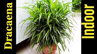 Dracaena plant How to grow and take care  Dracaena  Perfect house plant  Bananis Garden [upl. by Faria]