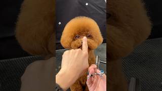 TOY POODLE GROOMING 😴💫 [upl. by Gayelord]