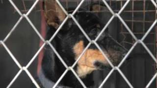 Lanta Animal Welfare  Dog and Cat Charity on Koh Lanta Thailand [upl. by Kroy]