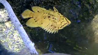 AMAZING Fish looks like a FLOATING LEAF  Atlantic Tripletail [upl. by Alita930]