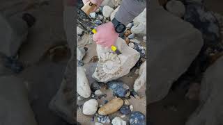 AMMONITE FOSSIL FROM CAP BLANC NEZ [upl. by Alyks423]