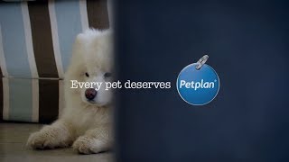 Pethood Stories  Meet Sobrino and Joe  Petplan [upl. by Yrbua441]