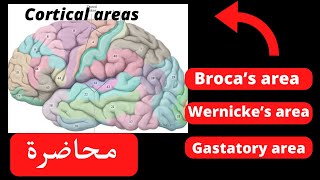 Functional corticalamp association areas of the cerebral cortex neuroanatomy [upl. by Dorej]