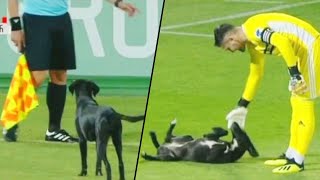 Playful Stray Dog Interrupts Professional Soccer Game in Georgia [upl. by Winwaloe]