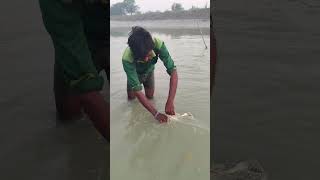 नदी में जाल द्वार मछली पकड़ने का अद्भुत वीडियो fishhunting2 fishing fish [upl. by Slifka670]