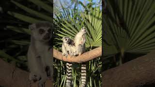 Halfapes in Vogelpark Avifauna animals monkey viralreel nature animallover animalshorts [upl. by Euqenimod]