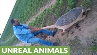 Farmers discovers insanely huge armadillo on their land [upl. by Ylimme638]