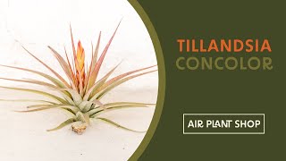 Air Plant Spotlight  Tillandsia Concolor [upl. by Holmes]