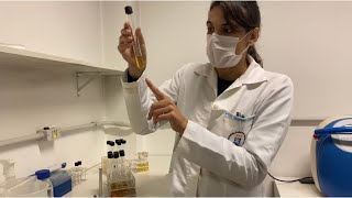 Microbiologia de Alimentos Técnica do Número Mais Provável NMP ou Tubos múltiplos [upl. by Naujyt]