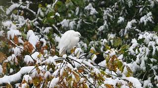 More little egret video from today [upl. by Elocon557]