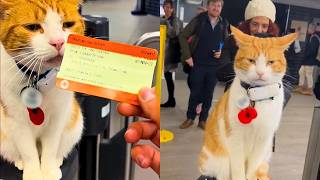 Cat Becomes Train Stations Ticket Inspector 🥹🚂 [upl. by Jordan]