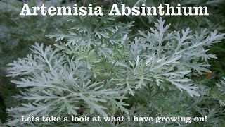 Wormwood  Artemisia absinthium  You wont believe it with your own eyes [upl. by Jock]