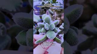 秋天 熊童子 扦插 Propagation  Cotyledon tomentosa [upl. by Ailahs856]