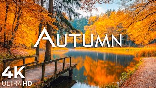 Enchanting Autumn Forests with Beautiful Piano Music🍁4K Autumn Ambience amp Fall Foliage 20 [upl. by Blader778]