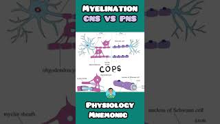 Myelin Sheath in CNS vs PNS easy mnemonics for inicet usmle neetpg firstaidusmle physiology [upl. by Yema]