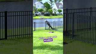 This Alligator Jumped Over the Fence 🐊😱 [upl. by Parks53]